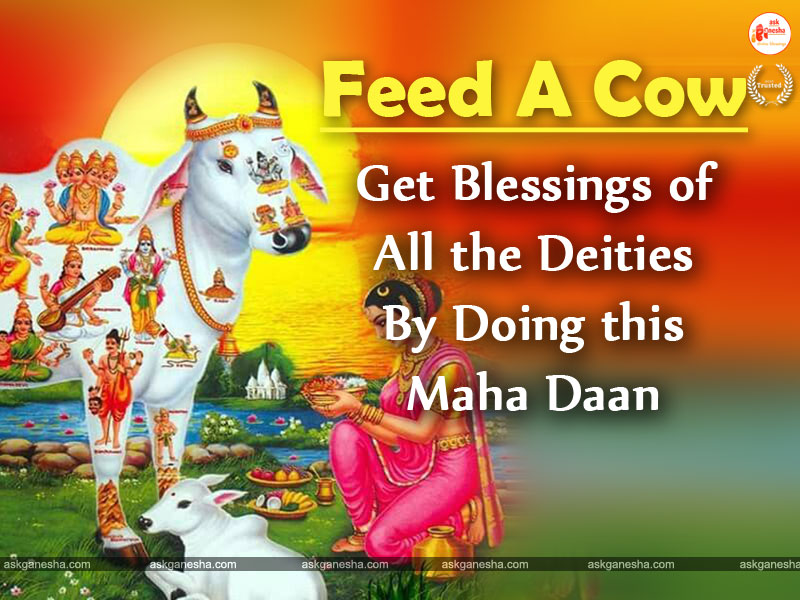 Feed A Cow Mobile